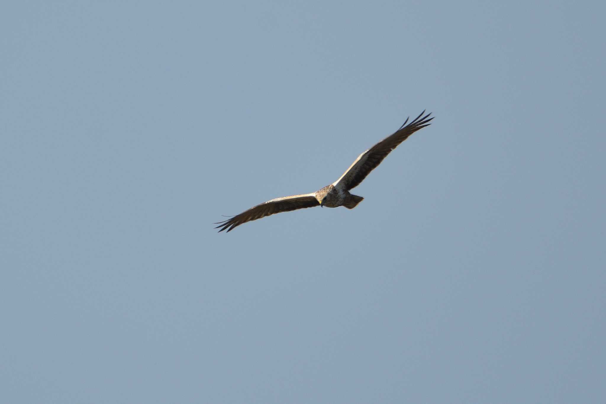 Eastern Marsh Harrier