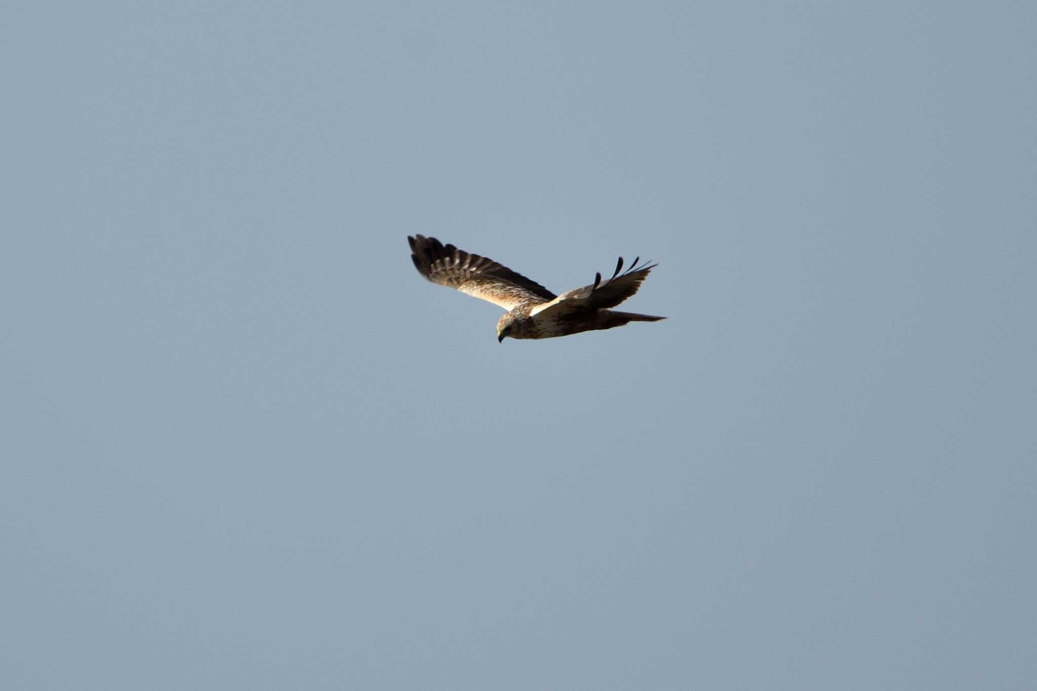 Eastern Marsh Harrier