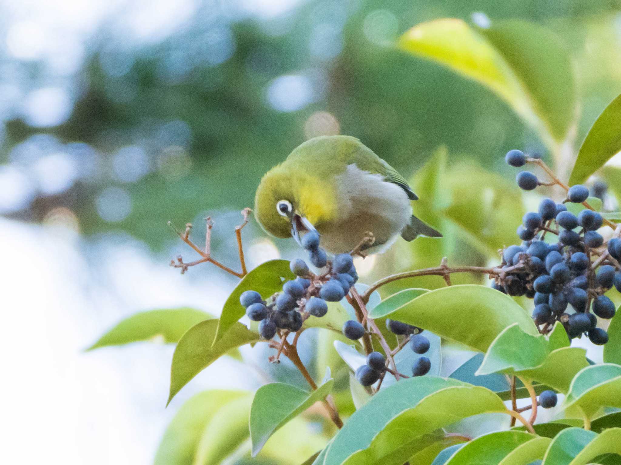 葛西臨海公園 メジロの写真