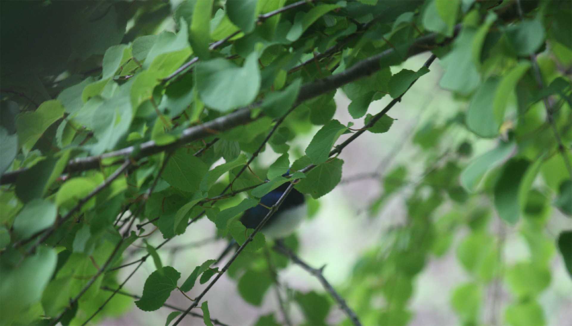 Photo of Blue-and-white Flycatcher at 六甲山 by Fumiaki Tanaka