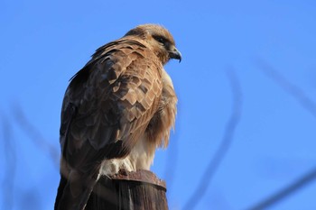 ノスリ 舞岡公園 2021年2月4日(木)