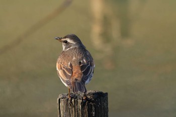 ツグミ 舞岡公園 2021年2月4日(木)