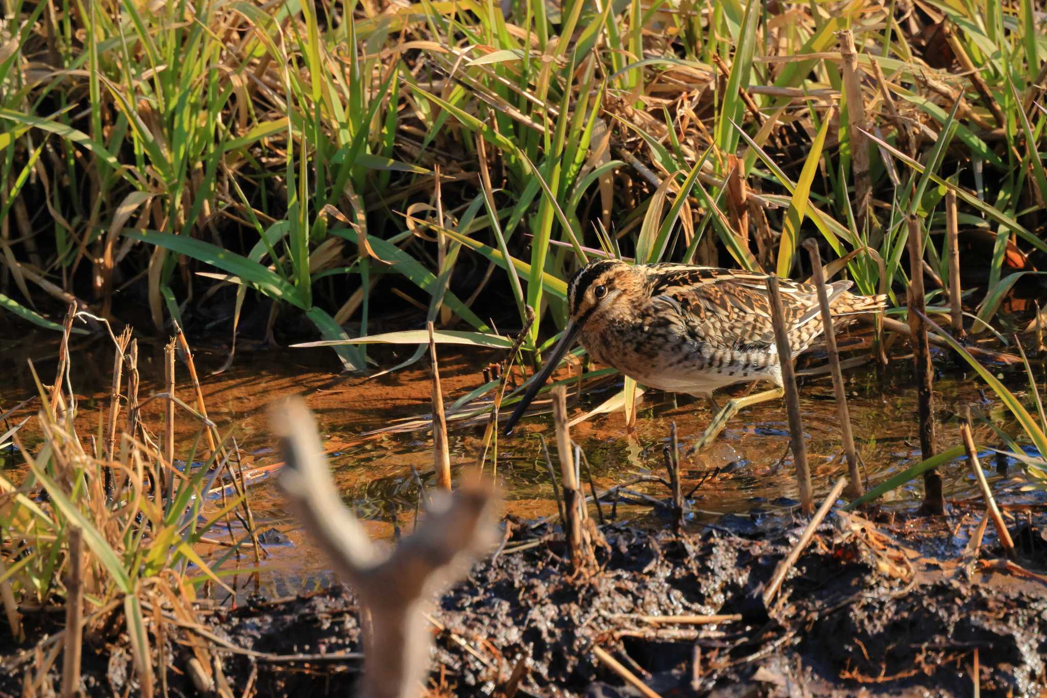 Photo of Common Snipe at Maioka Park by ホッシー