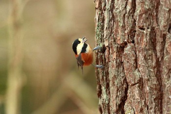 Varied Tit Kyoto Gyoen Thu, 2/4/2021