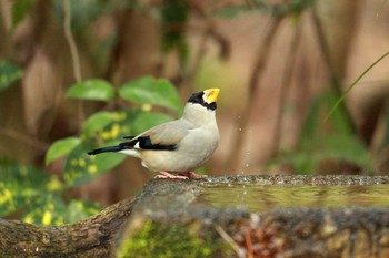 Japanese Grosbeak Kyoto Gyoen Thu, 2/4/2021