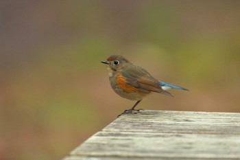 Red-flanked Bluetail Kyoto Gyoen Thu, 2/4/2021