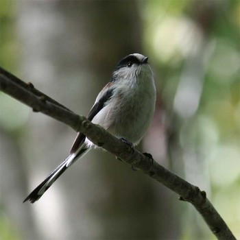 Long-tailed Tit 六甲山 Unknown Date