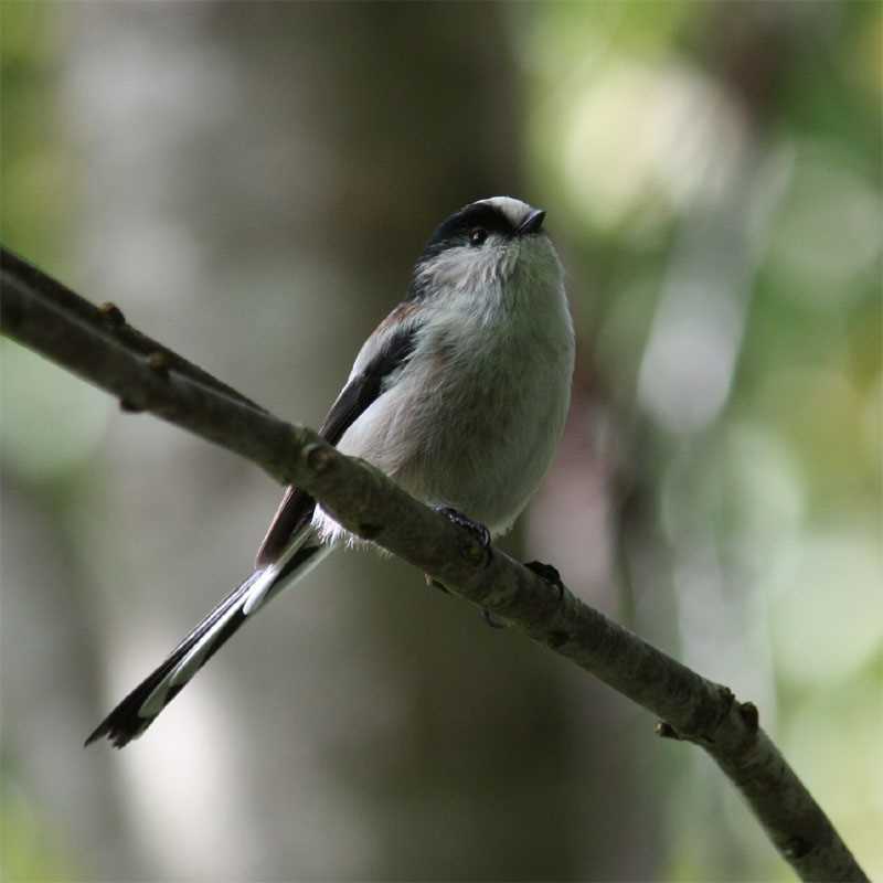 Photo of Long-tailed Tit at 六甲山 by Fumiaki Tanaka