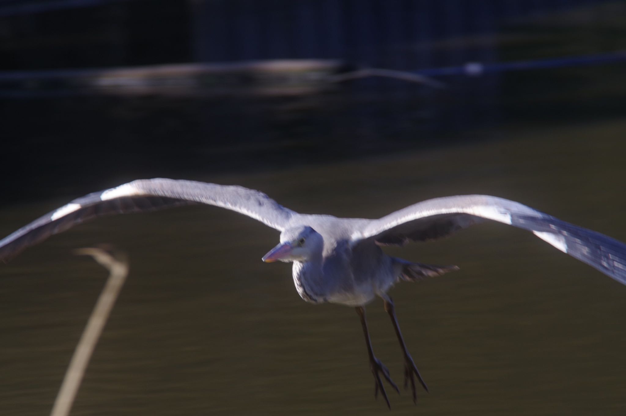 Grey Heron