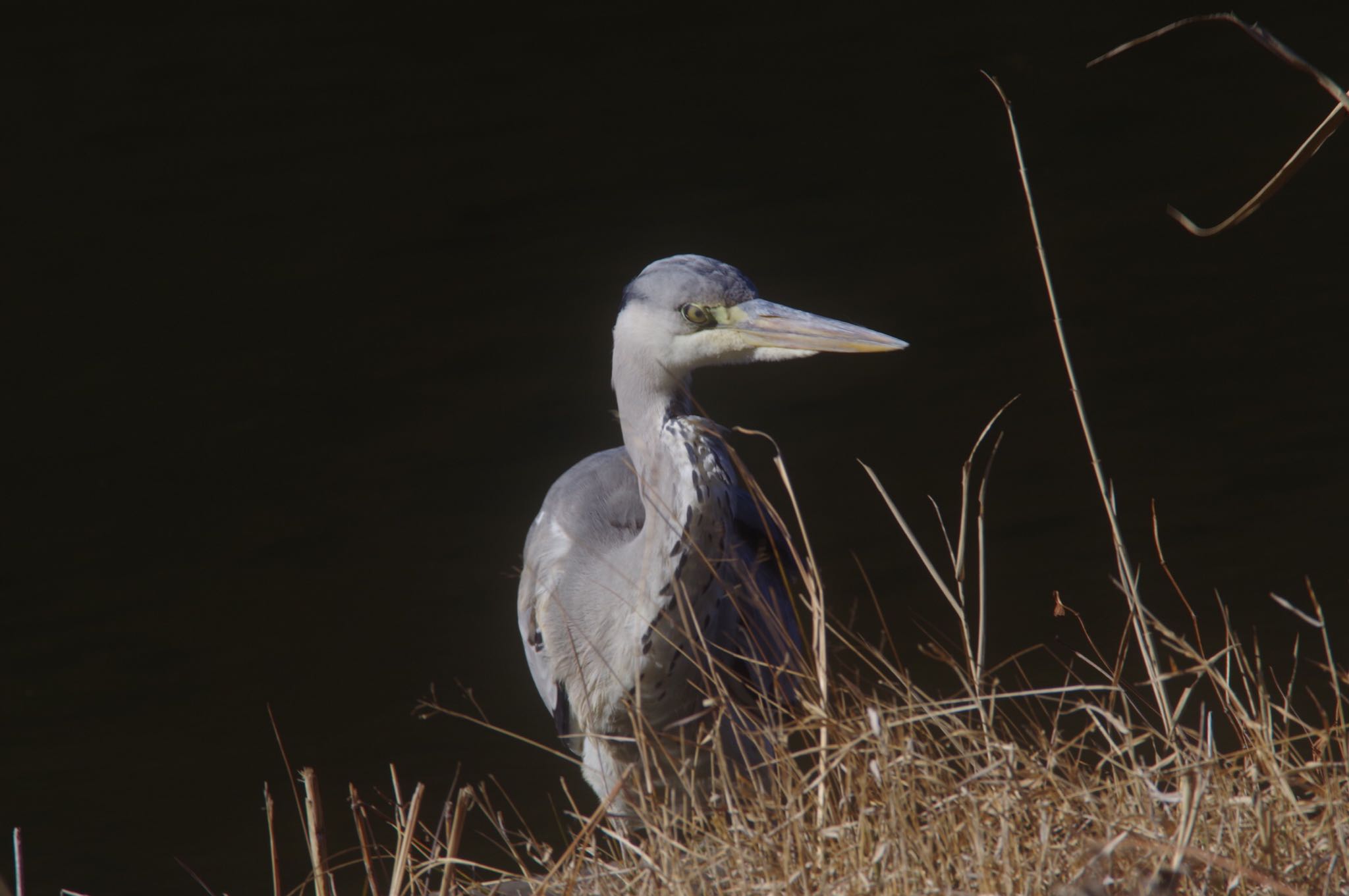 Grey Heron