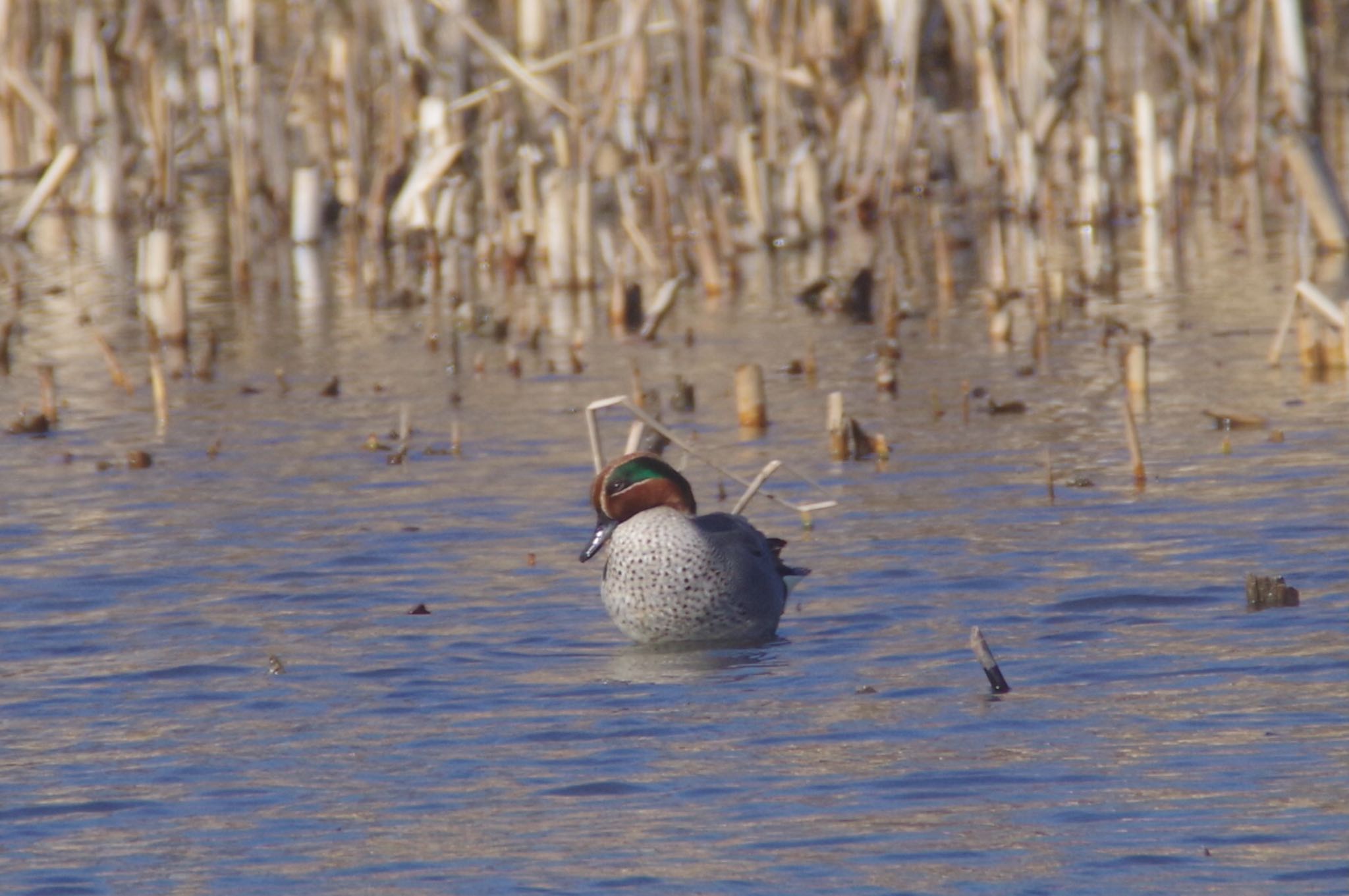 Eurasian Teal