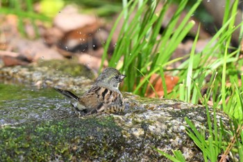 Masked Bunting Kyoto Gyoen Thu, 2/4/2021