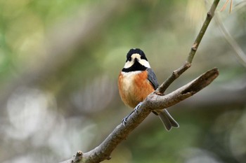 Varied Tit Kyoto Gyoen Thu, 2/4/2021