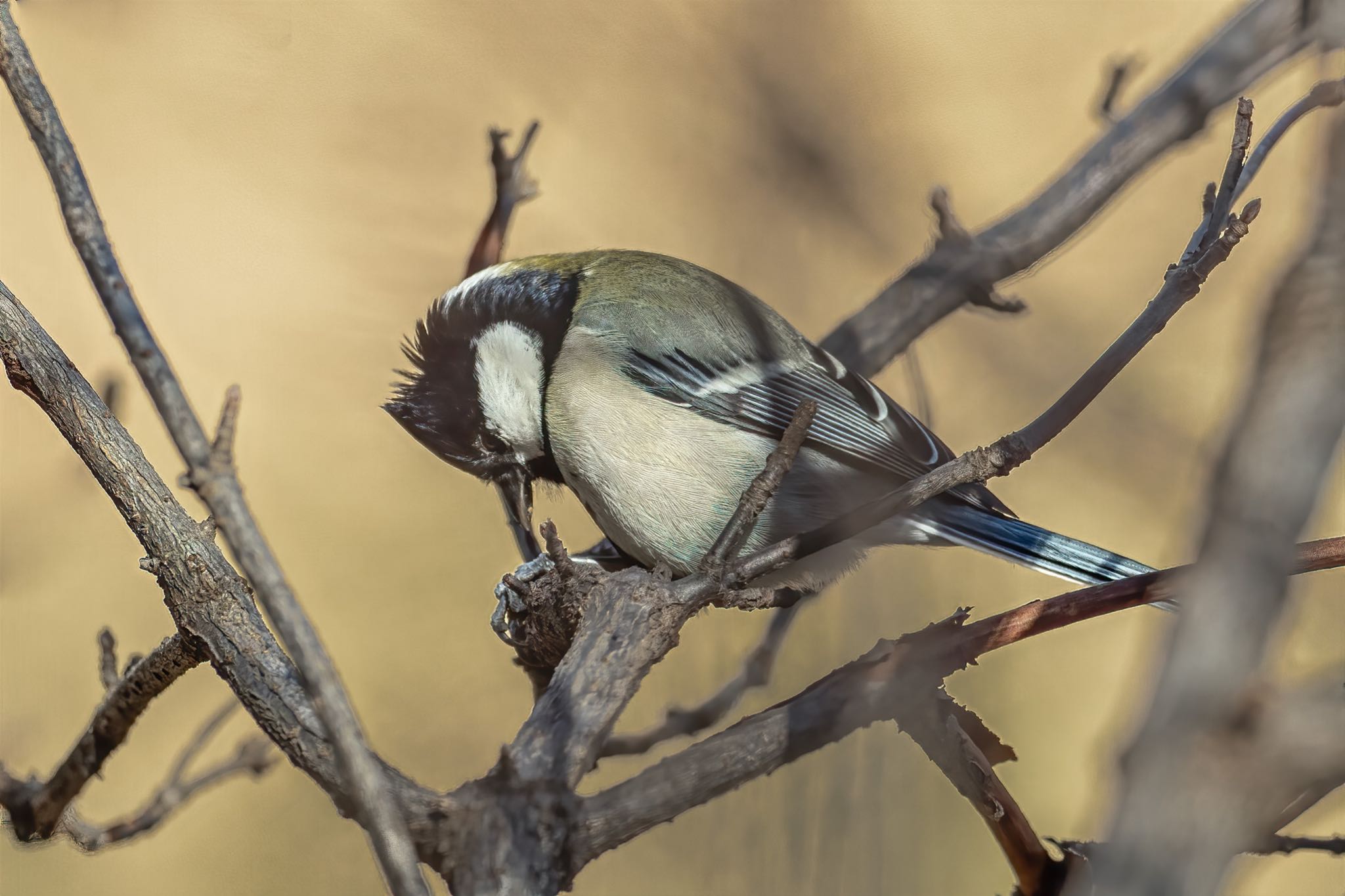 シジュウカラの画像 by wildbirds_1961