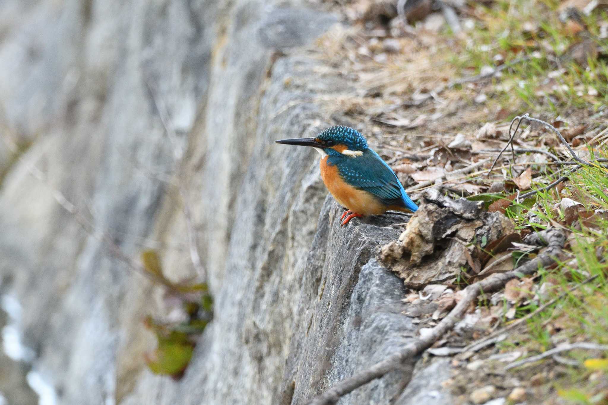 カワセミ