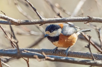 Varied Tit Maioka Park Tue, 2/11/2020