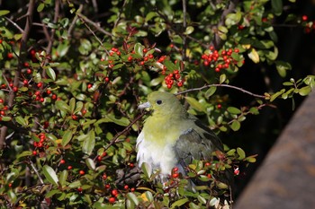 アオバト 水元公園 2016年12月24日(土)