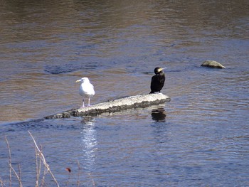 Vega Gull 鶴見川（横浜市緑区） Thu, 2/4/2021