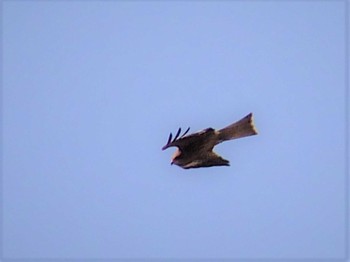 Black Kite Shin-yokohama Park Thu, 2/4/2021