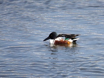 Northern Shoveler Shin-yokohama Park Thu, 2/4/2021