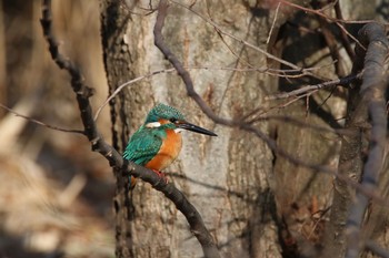 カワセミ 水元公園 2016年12月24日(土)