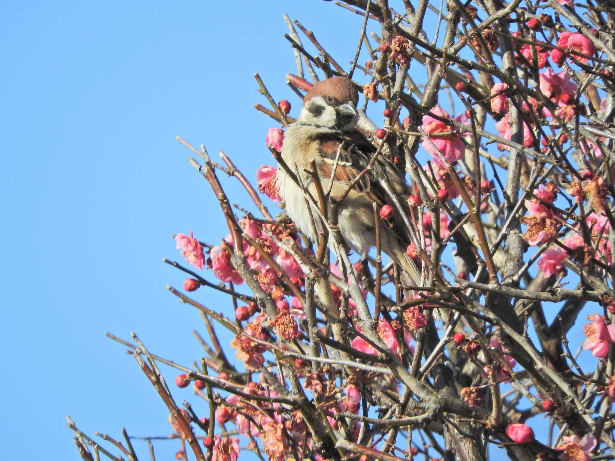 Photo of Eurasian Tree Sparrow at 砂川堀北野調整池 by chiba