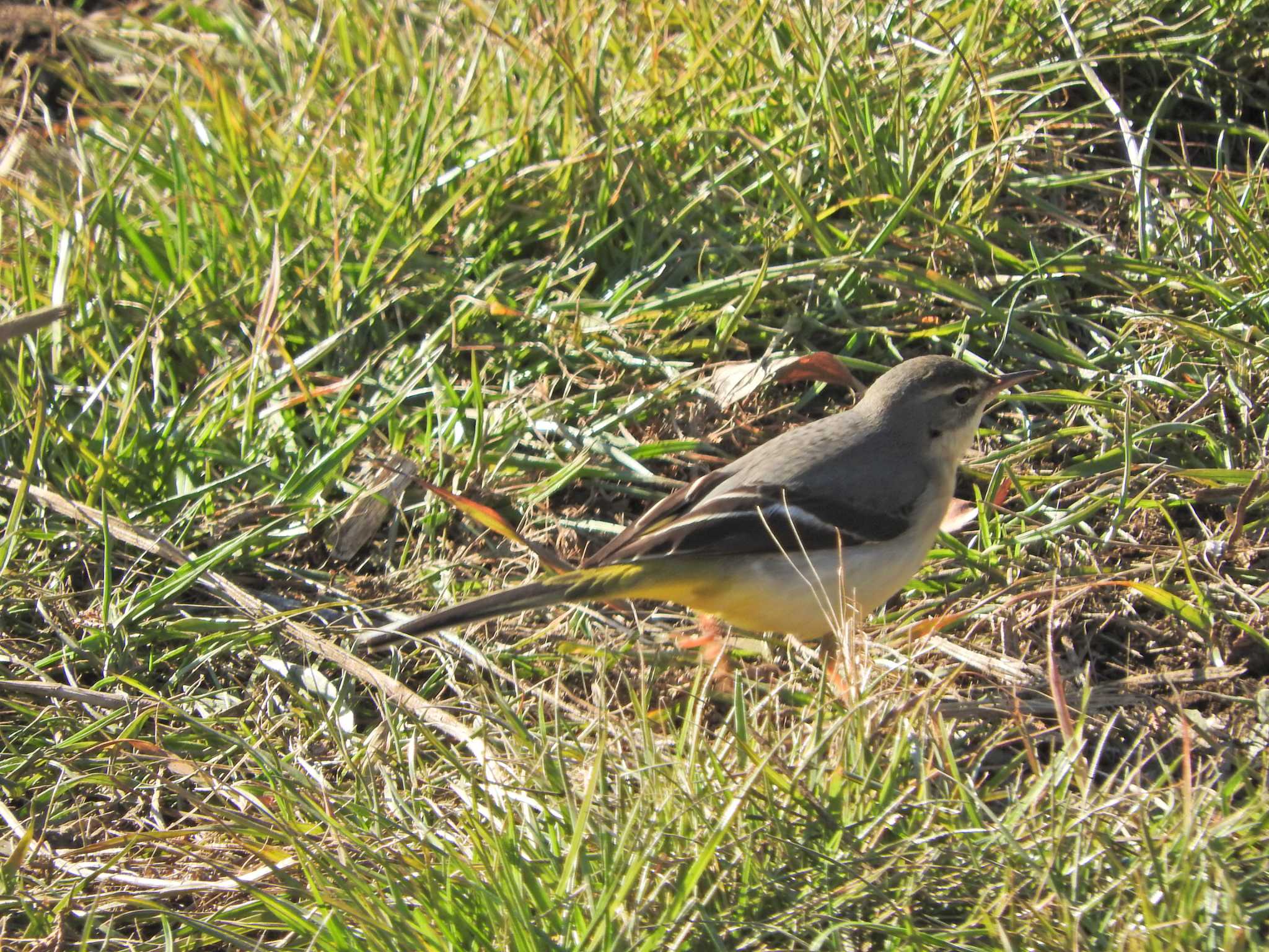 Photo of Grey Wagtail at 砂川堀北野調整池 by chiba