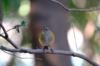 2021年1月31日(日) 東京都の野鳥観察記録