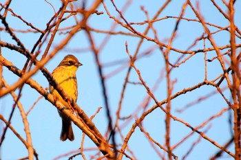 Pale Thrush 守谷市大柏里山 Thu, 2/4/2021