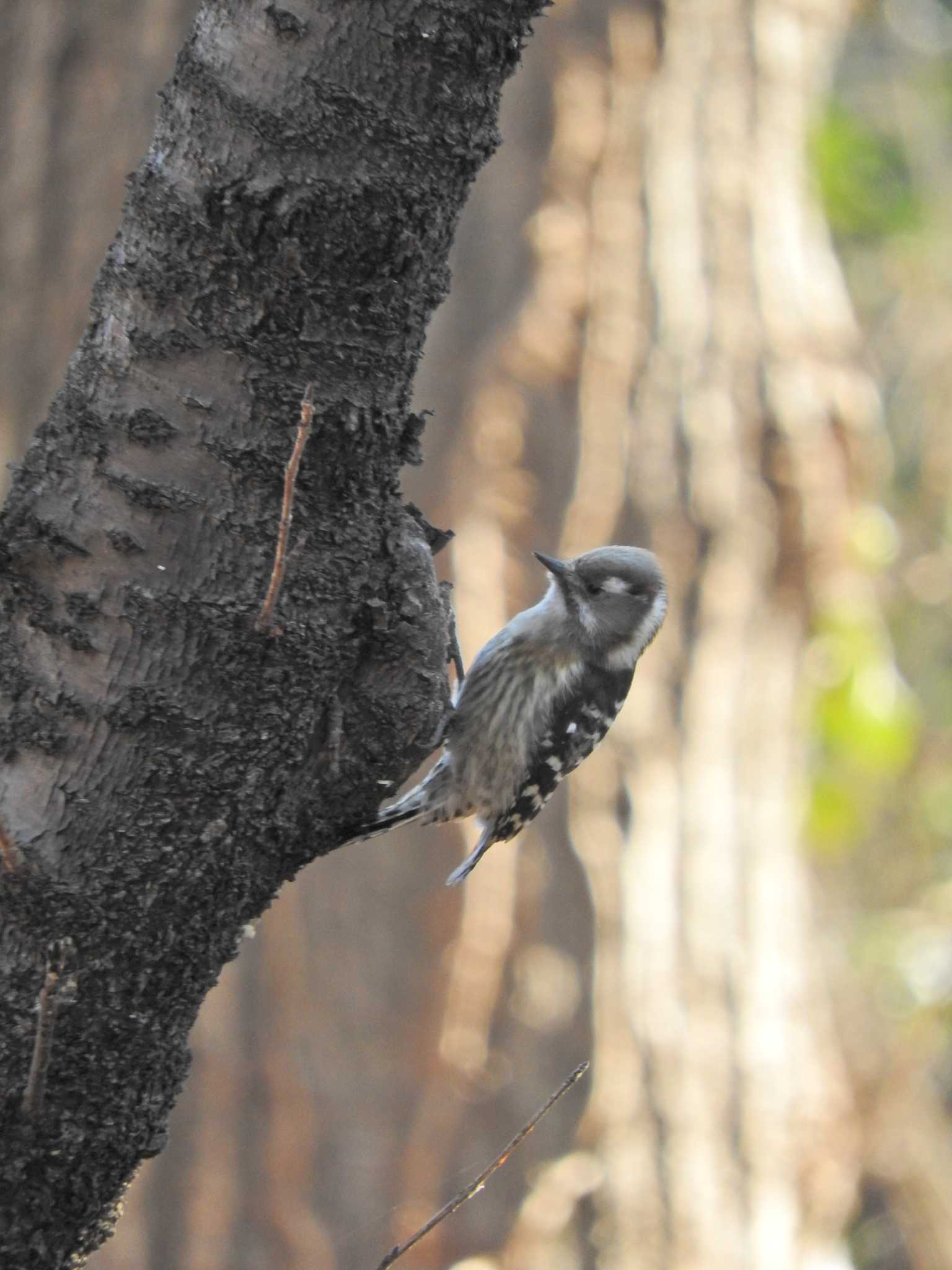 Japanese Pygmy Woodpecker