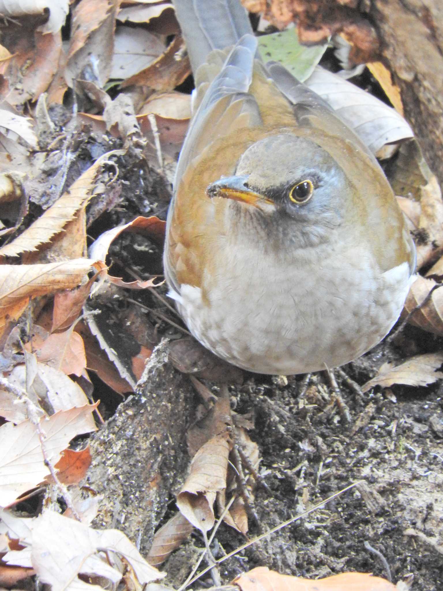 Photo of Pale Thrush at 荒幡富士市民の森 by chiba