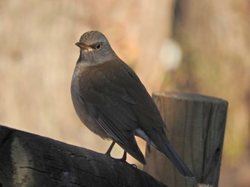 2021年2月4日(木) 荒幡富士市民の森の野鳥観察記録