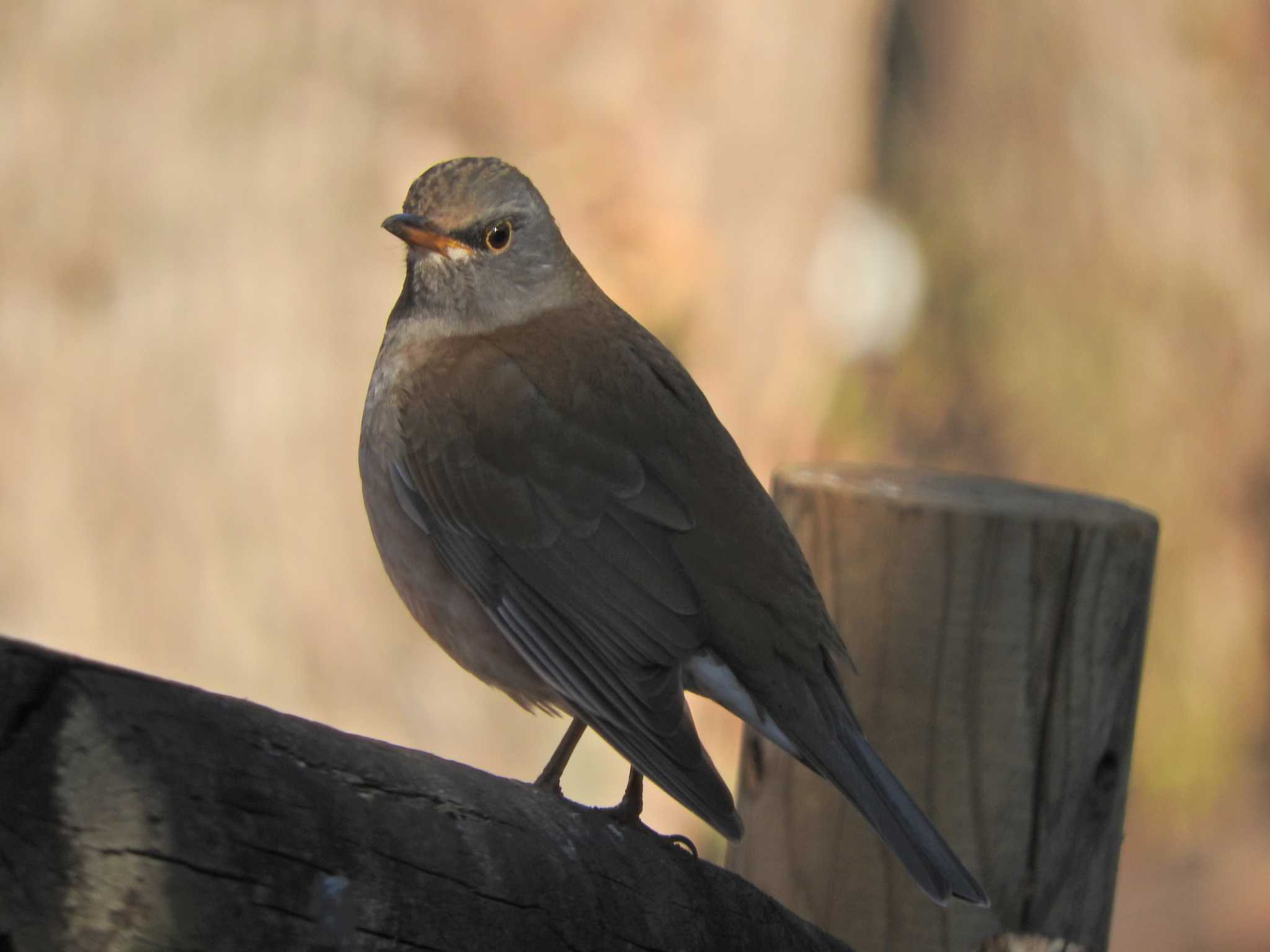 Photo of Pale Thrush at 荒幡富士市民の森 by chiba