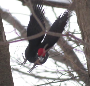 2021年2月5日(金) 真駒内公園の野鳥観察記録