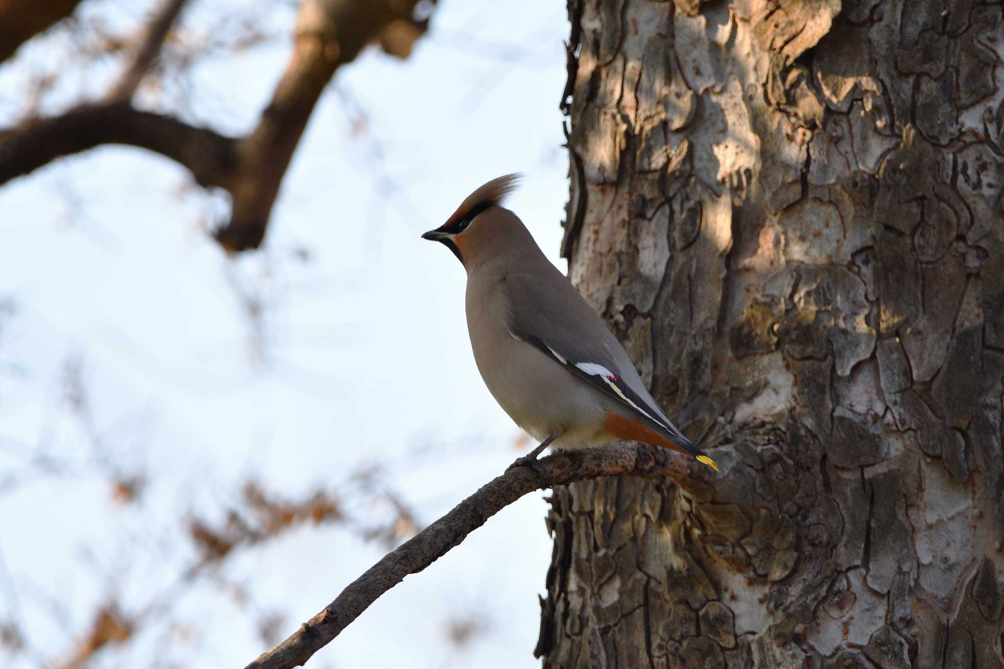 Bohemian Waxwing