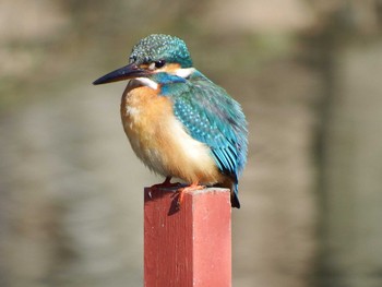 2021年2月5日(金) 水元公園の野鳥観察記録