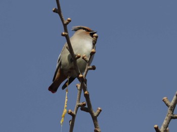 Japanese Waxwing 和歌山城 Fri, 2/5/2021