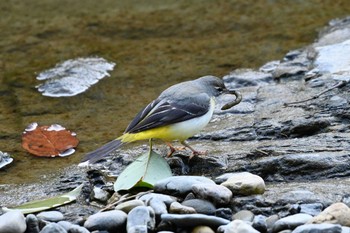 Grey Wagtail 大堰川 Fri, 2/5/2021