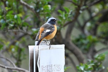 Daurian Redstart 嵯峨野 Fri, 2/5/2021