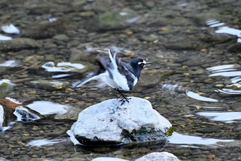 Japanese Wagtail 大堰川 Fri, 2/5/2021