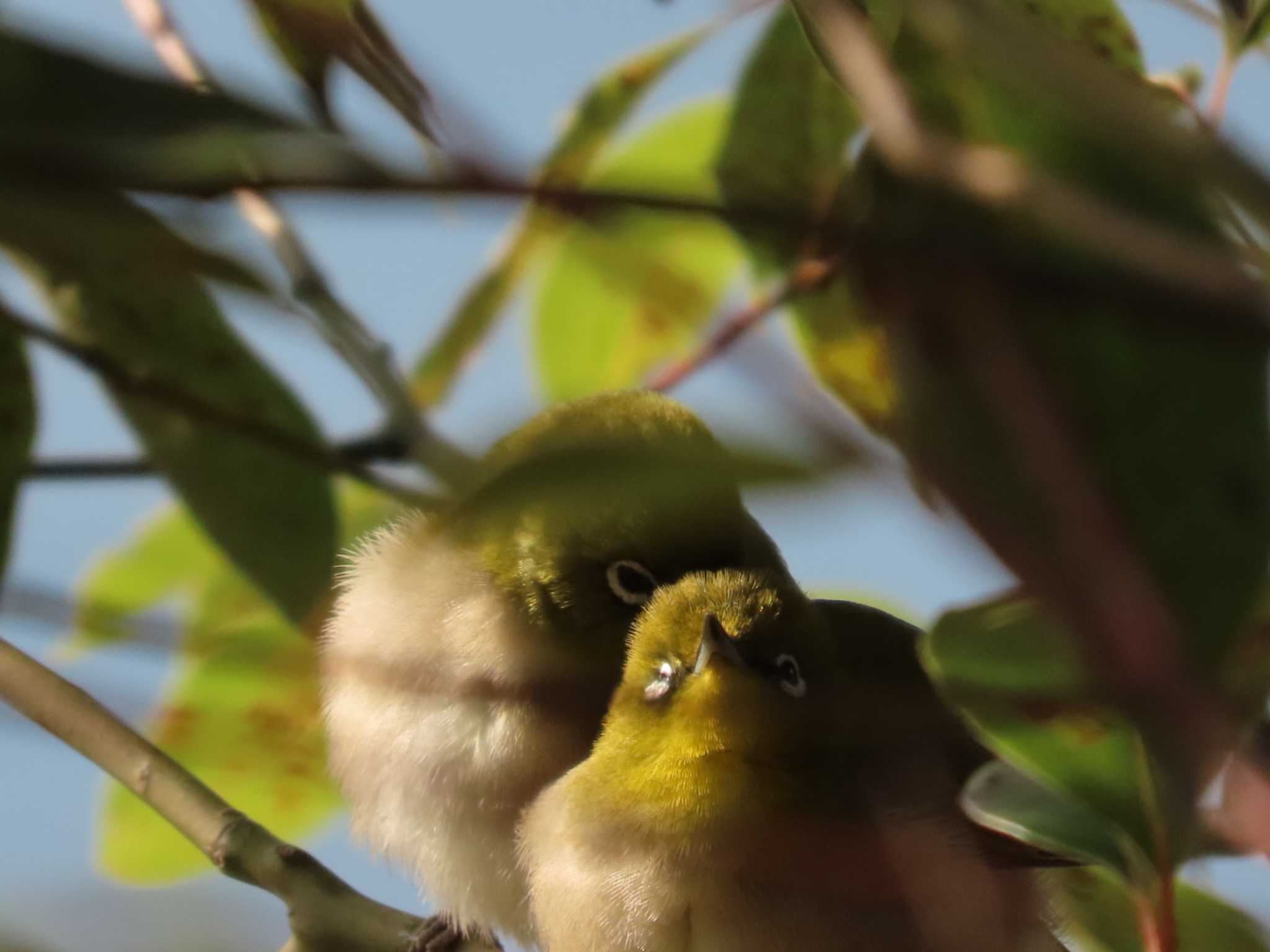 Photo of Warbling White-eye at 岡山旭川 by タケ