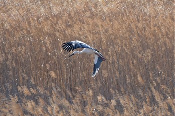 2021年2月4日(木) 渡良瀬遊水地の野鳥観察記録