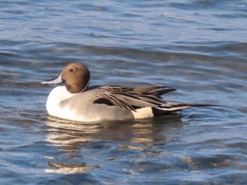 Northern Pintail 泉南市 Sun, 1/31/2021