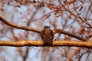 Brown-eared Bulbul 守谷市大柏里山 Fri, 2/5/2021