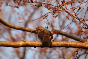 Brown-eared Bulbul 守谷市大柏里山 Fri, 2/5/2021