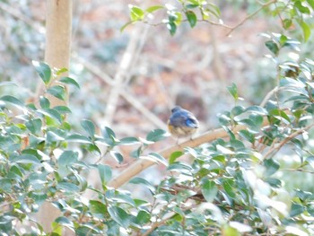 ルリビタキ 神戸市立森林植物園 2021年2月5日(金)