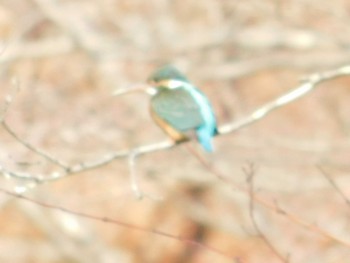 カワセミ 神戸市立森林植物園 2021年2月5日(金)