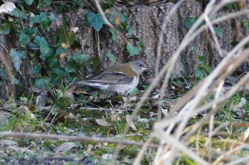 Pale Thrush 彩湖 Sun, 1/31/2021