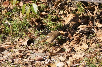 Daurian Redstart 彩湖 Sun, 1/31/2021