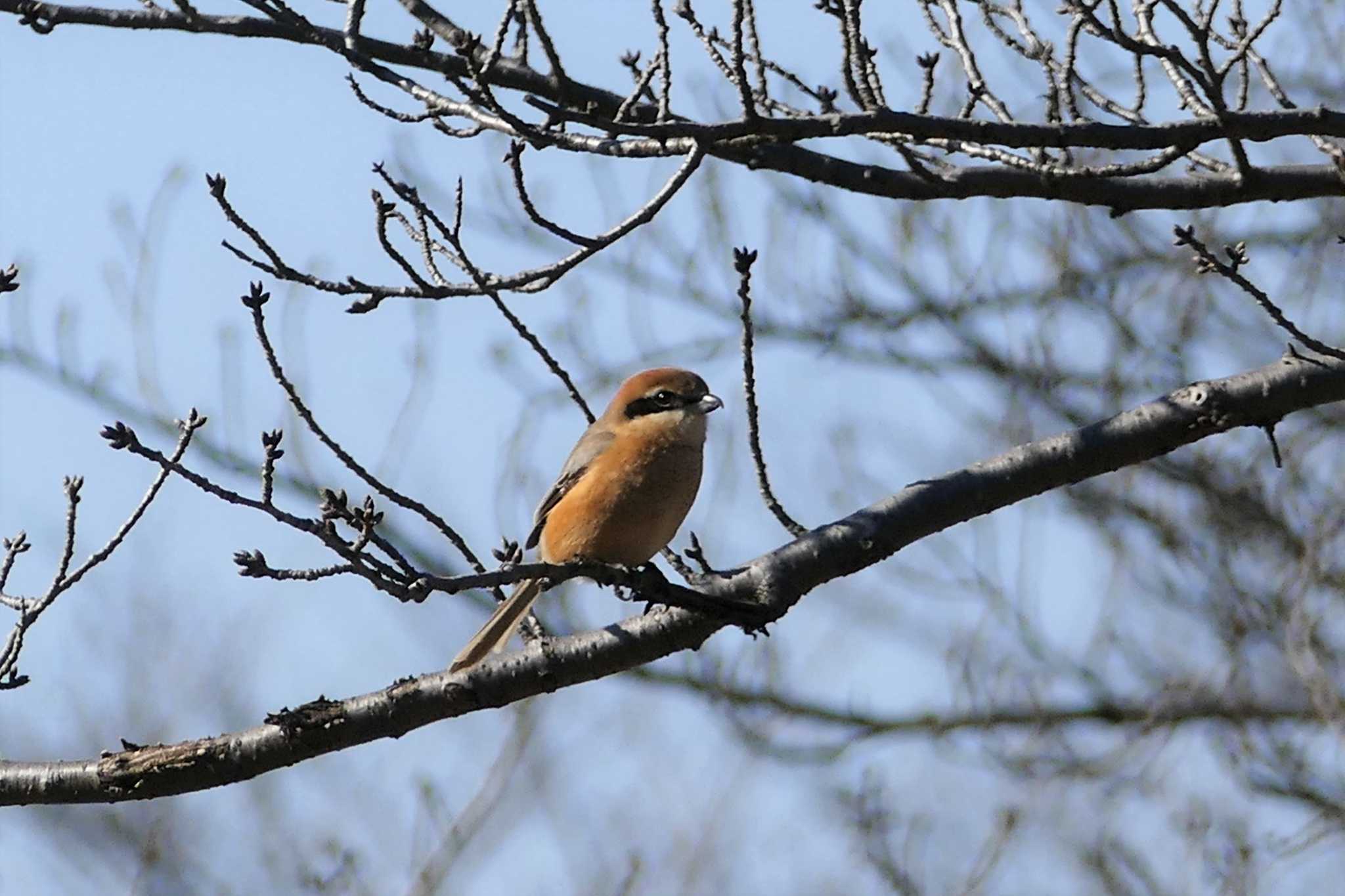 Bull-headed Shrike